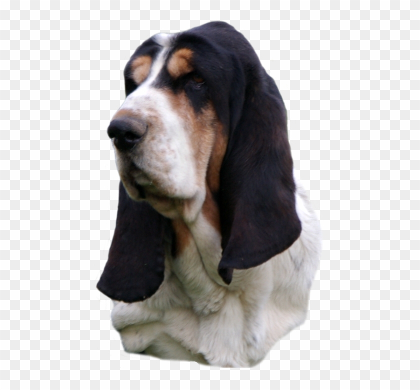 Basset Hound Head Study, Black Nose Sailor Maintain - Basset Hound Head Png Clipart #4195625