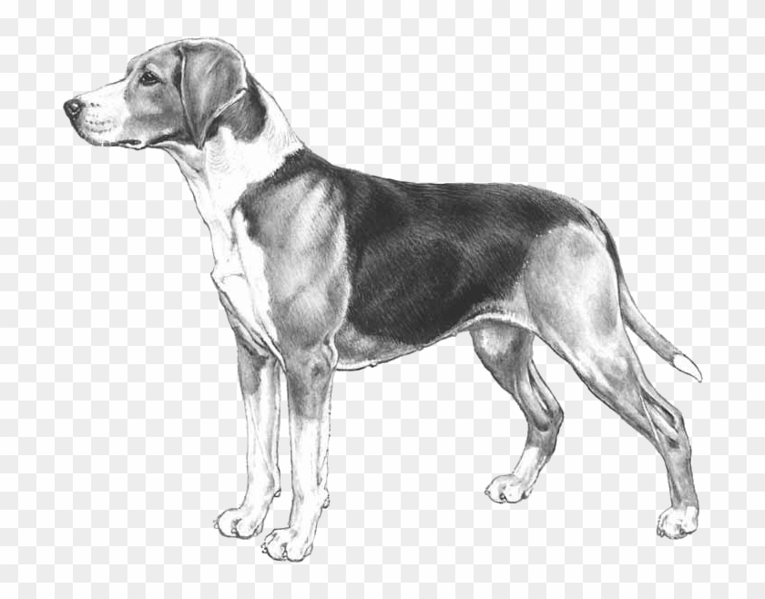 Hamilton Hound - Hamiltonstövare Clipart #4195719