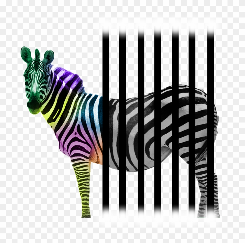 All Content Finally Packed In One - Zebra Clipart #4196503