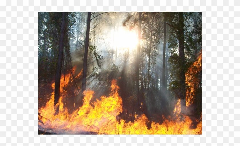 Fuel Science - Landscape Fire Clipart