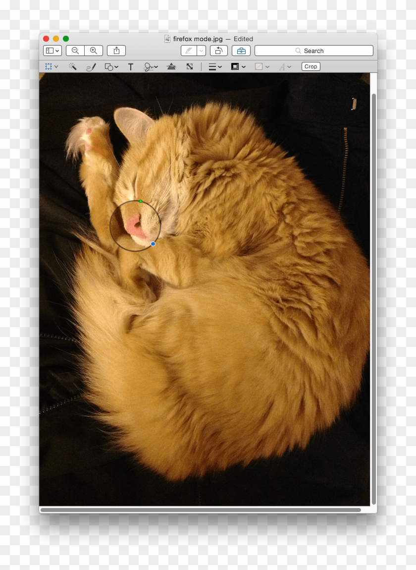 You Can Zoom In/out Or Make The Loupe Larger Using - Cat Yawns Clipart #4199013