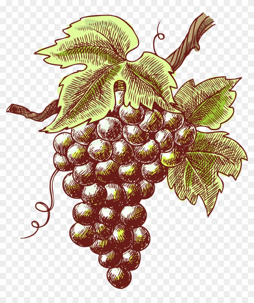 Hand Painted Purple Grapes - Wine Sketch Clipart