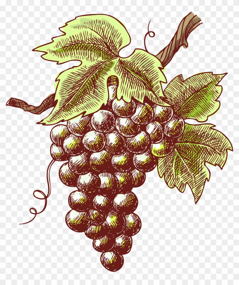 Hand Painted Purple Grapes - Wine Sketch Clipart #420313