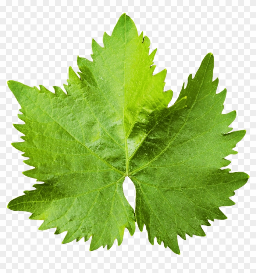 Free Png Download Grape Vine Leaf Png Images Background - Grape Leaf Png Clipart