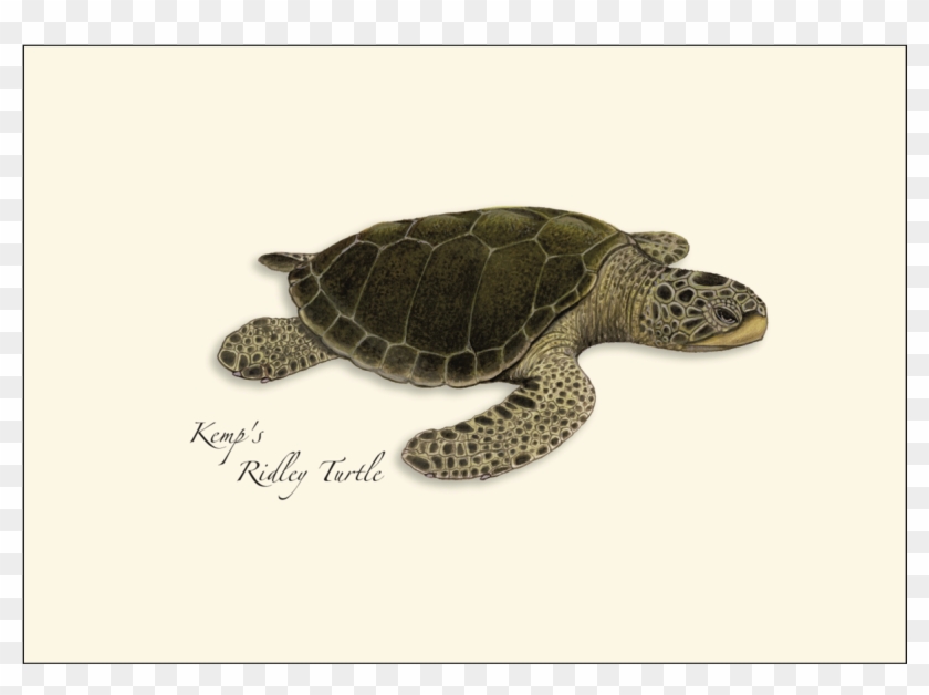 Sea Turtle Notecards - Kemp's Ridley Sea Turtle Clipart