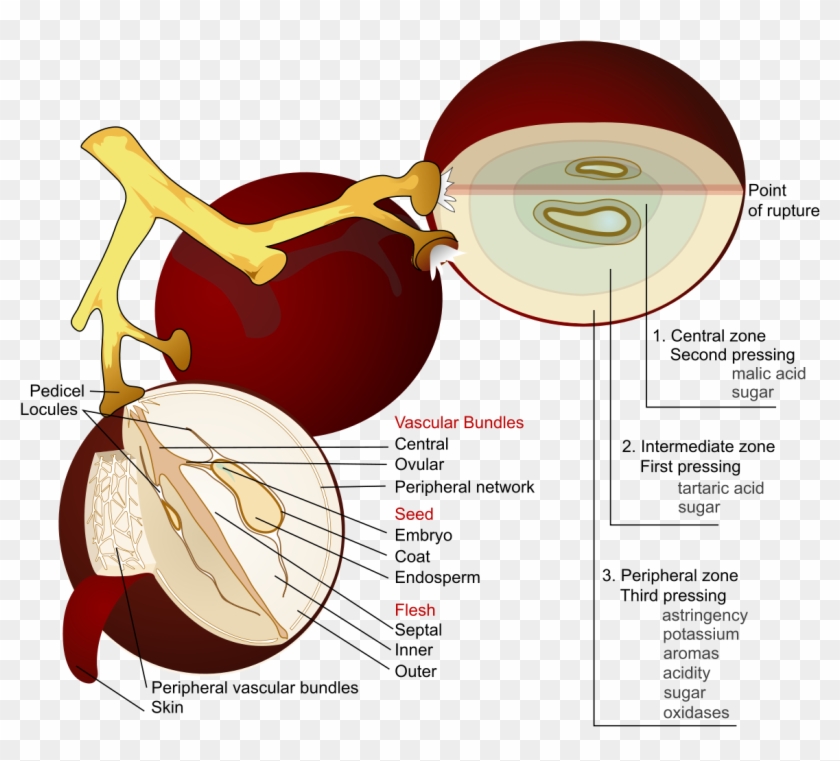 Wine Grape Diagram En - Grape Anatomy Clipart