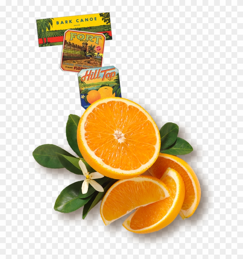 Florida's Natural Orange Juice The Best Orange Juice - Florida's Natural Growers Clipart #421524