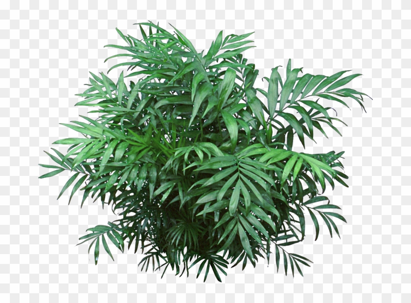 Tropical Bush Png - Non Flowering Plants Png Clipart