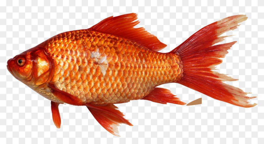 Free Png Download Fish Png Images Background Png Images - سمكة Png Clipart