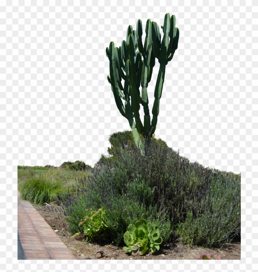 Tropical Cactus Garden Stock Photo Png By - Cactus Garden Png Clipart