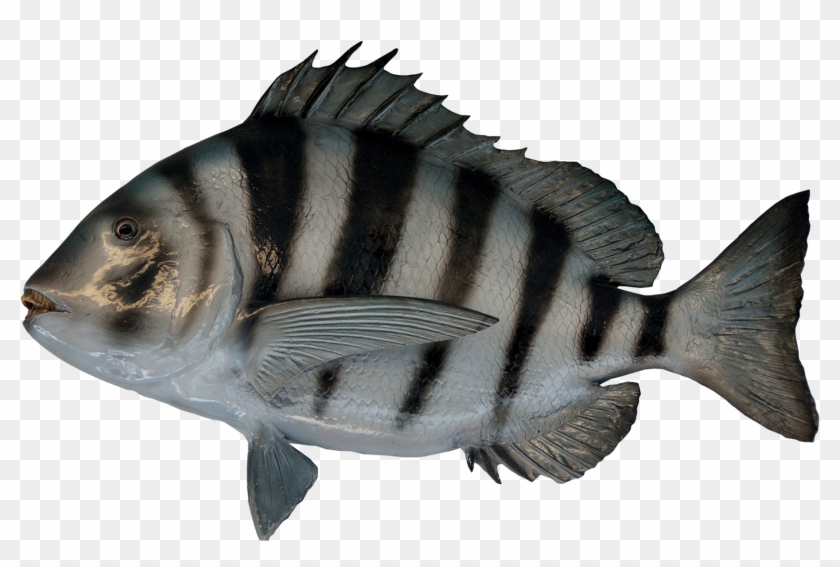 Transparent Background Fish - Portable Network Graphics Clipart