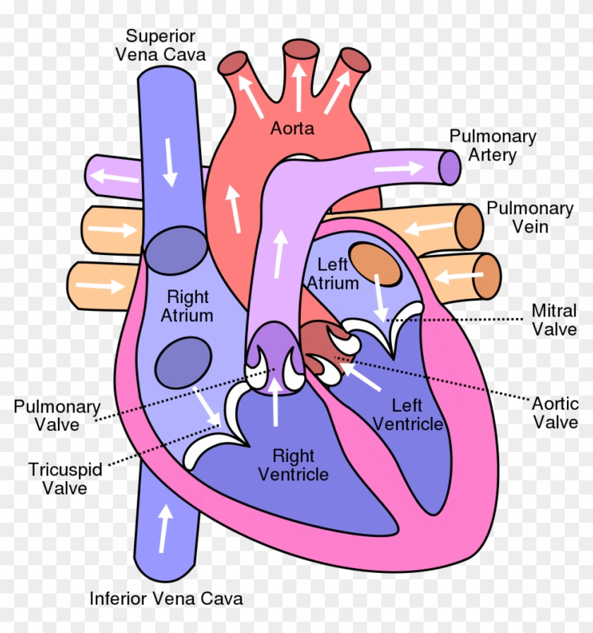 Human Heart Diagram, And The Top Ten Fun Facts About - Heart Diagram Igcse Clipart