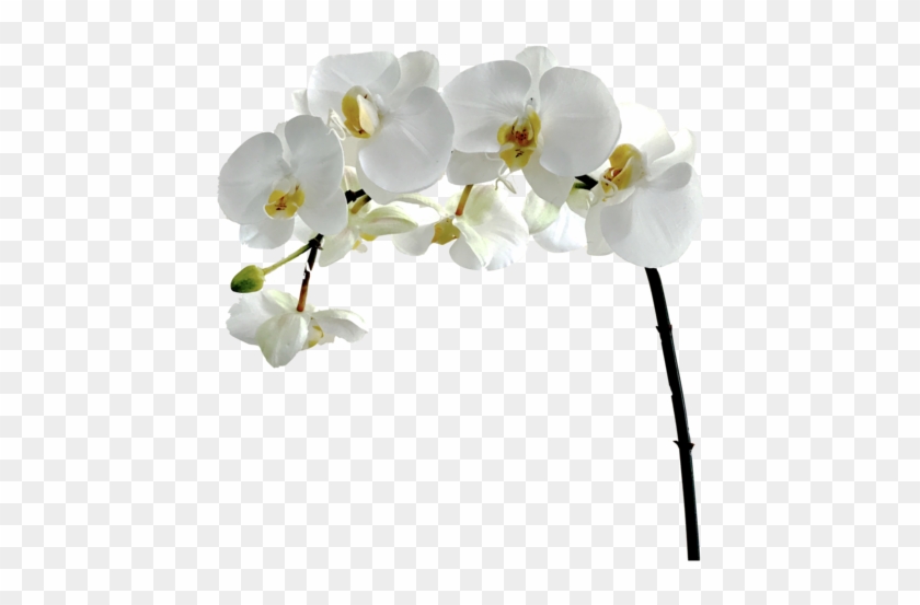 Orchid Flower White Png Clipart #425525