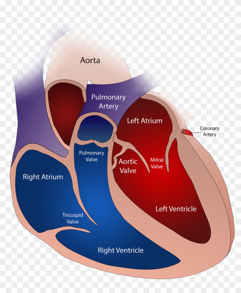 The Human Heart Has Four Valves - Prolasso Della Valvola Mitrale Clipart #425623