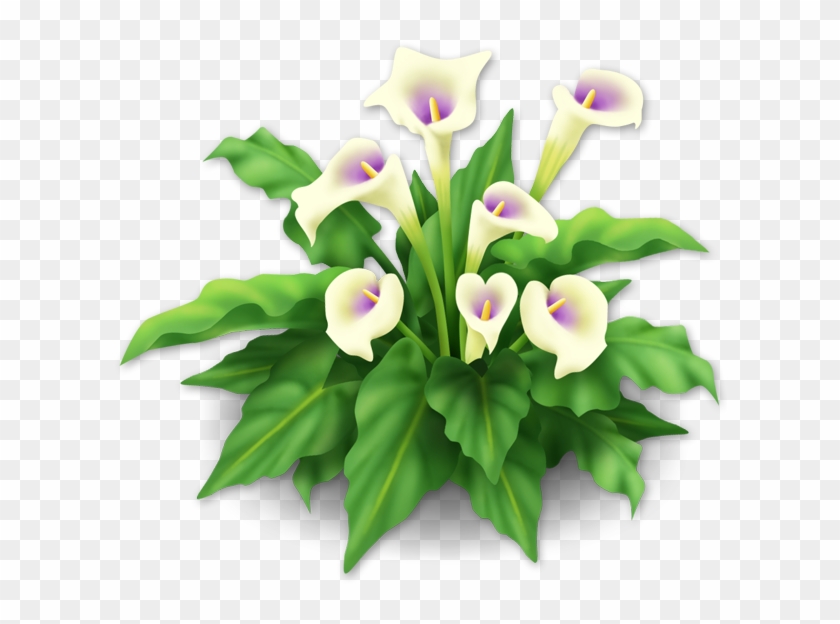 White Lily Png Clipart #425738