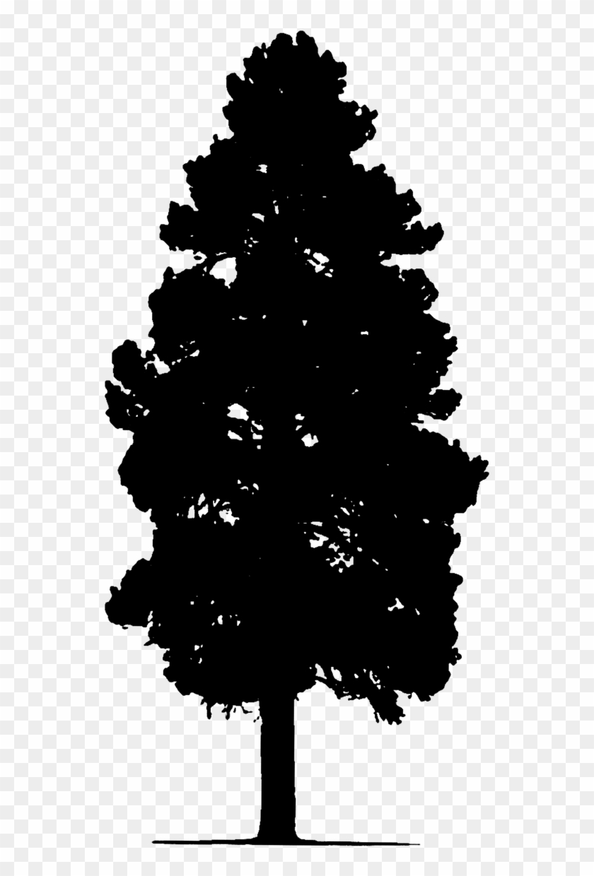 Pine Tree Tree Silhouette - Silueta Pino Clipart