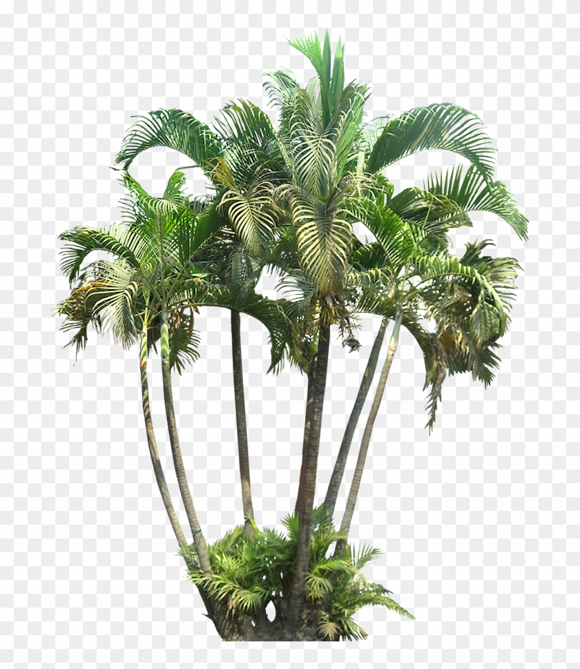 Pin By Putichai Sam On Tree Cut Out/ Cambodian Plants - Transparent Background Tropical Plants Png Clipart