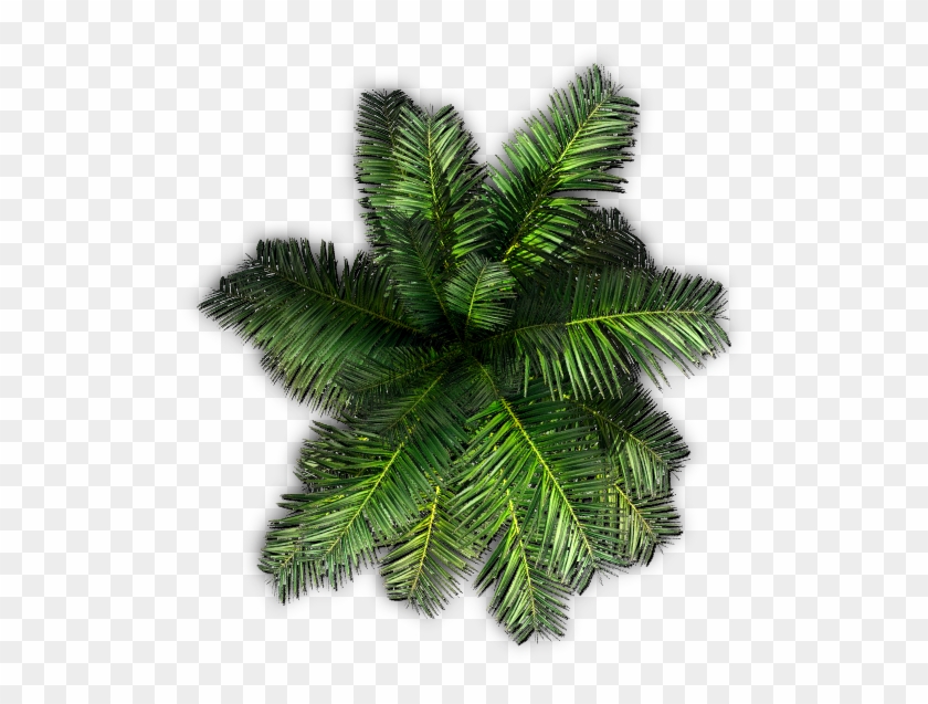 551 X 561 11 - Top View Tree Png Clipart #425939