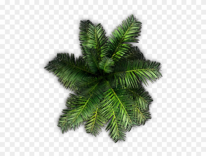 551 X 561 11 - Top View Tree Png Clipart