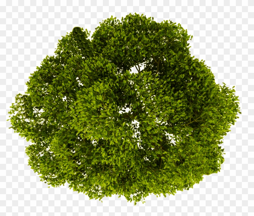 Tree Plan Png Clipart #426842