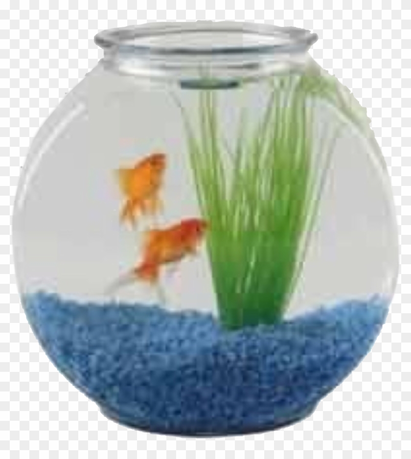 Goldfish Tank, Aquarium, One Fish Two Fish, Decorating - Fish Bowl Price With Fish Clipart #427879