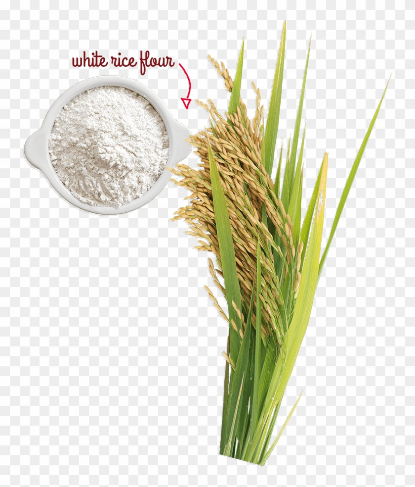 Rice Tree Png - Rice Tree Image Png Clipart #427987