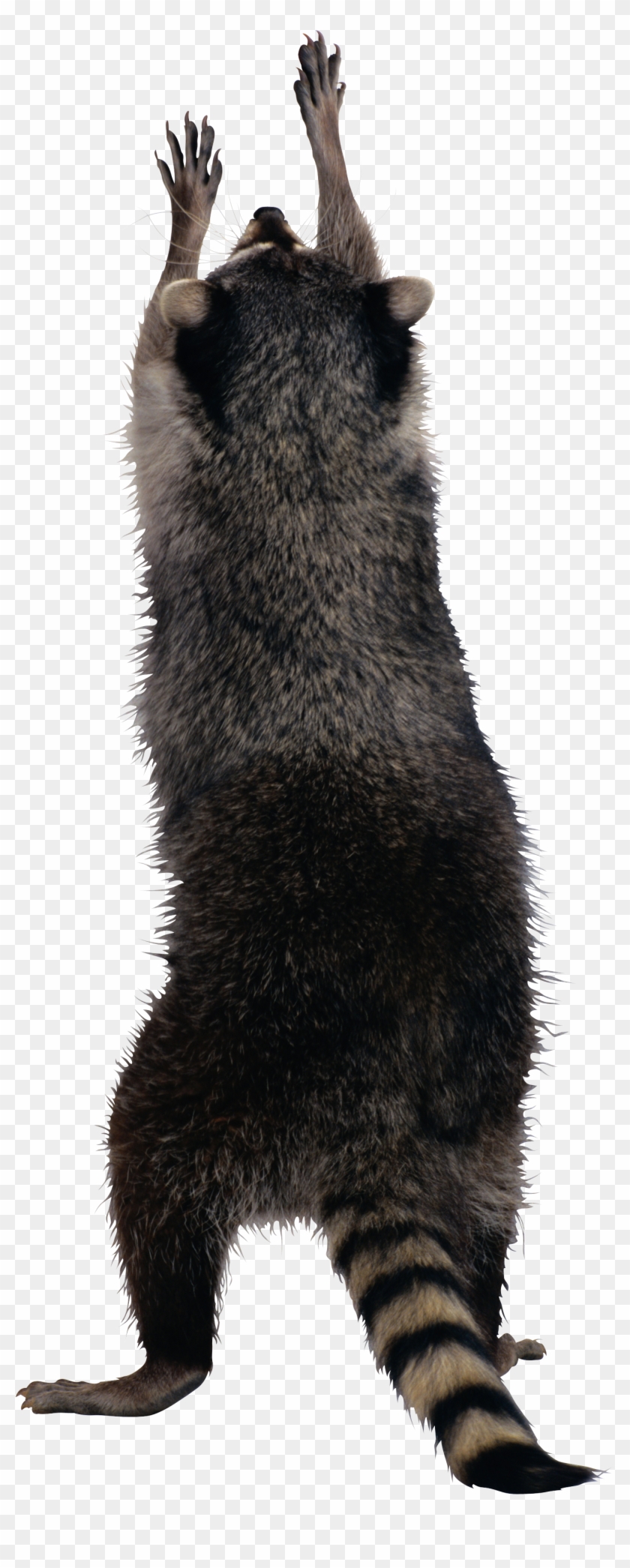 Raccoon Png - Transparent Raccoon Png Clipart #428903