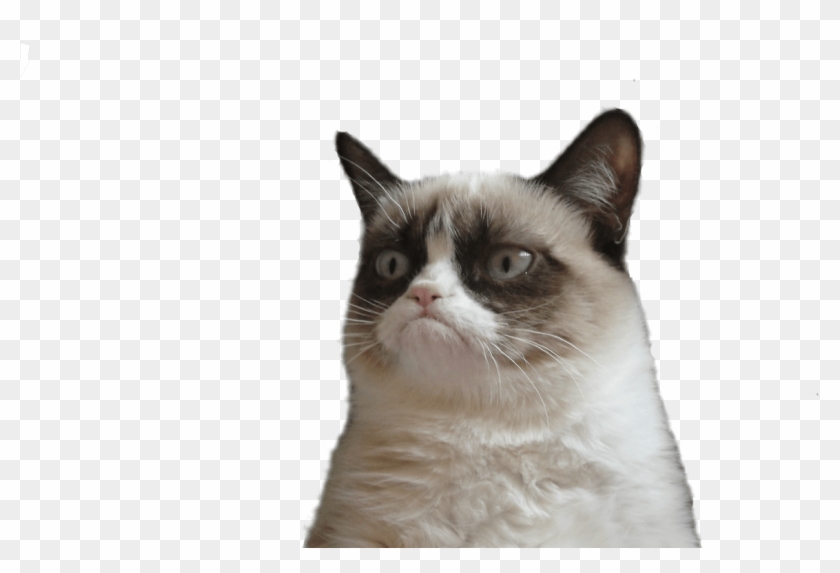 Grumpy Cat Face Vector Freeuse Techflourish Collections - Sticker Telegram Grumpy Cat Clipart