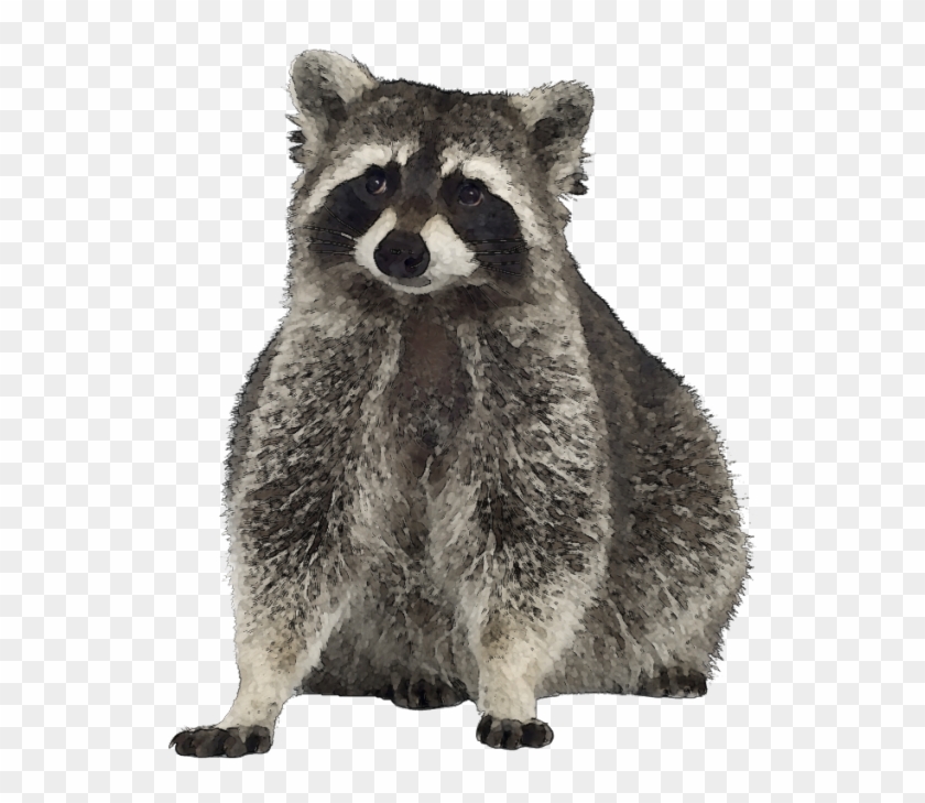 Pink Raccoon Cliparts - Raccoon Clipart - Png Download