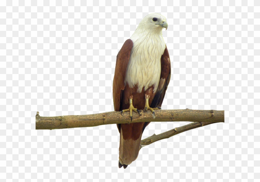 Flag Of Mexico Coat Arms National Symbols - Types Of Philippine Eagle Clipart