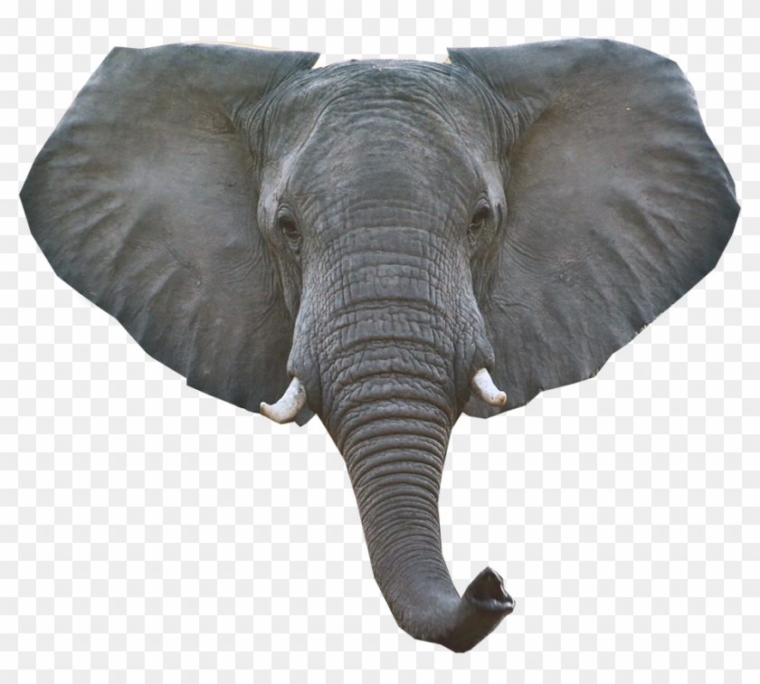 Elephant Png Download Image - Elephant Head Transparent Background Clipart #429613