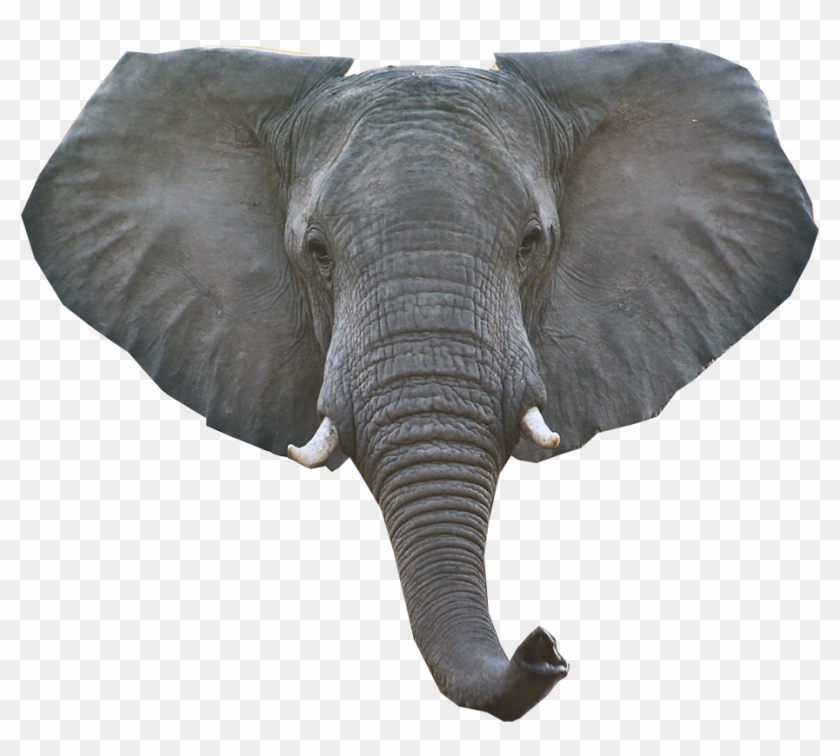 Elephant Png Download Image - Elephant Head Transparent Background Clipart