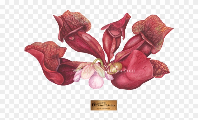 Sarracenia Rosea, Watercolor - Bouquet Clipart