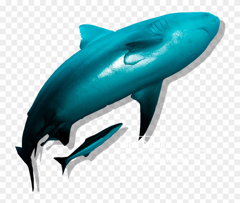 Bullshark - Wholphin Clipart #4201581