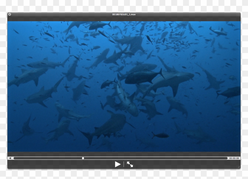 So There, I Officially Declare June 24, 2011 To Be - Mark Vincent Australia's Got Talent Clipart