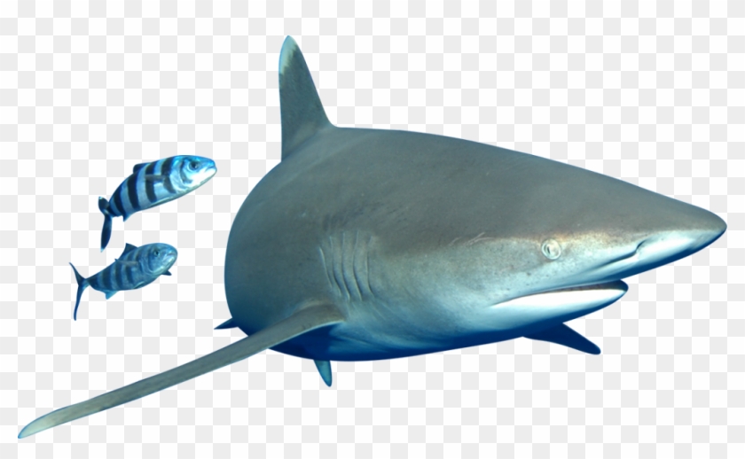 Fish-1024x583 - Bull Shark Clipart