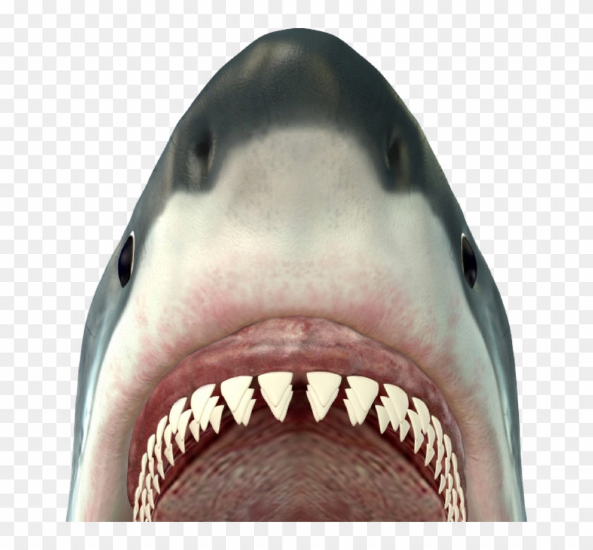 Revise & Edit - Bull Shark Showing Teeth Clipart #4202225