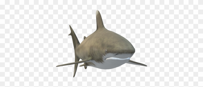 Shark1 - Tiger Shark Clipart #4202229