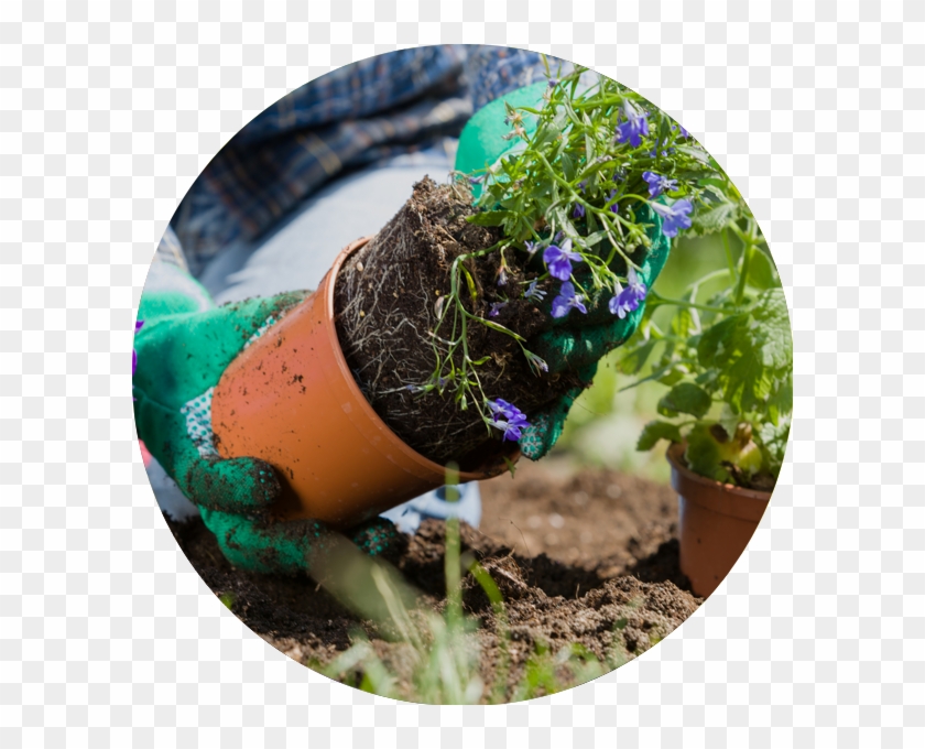 Remove The Plant From The Pot - Circle Clipart