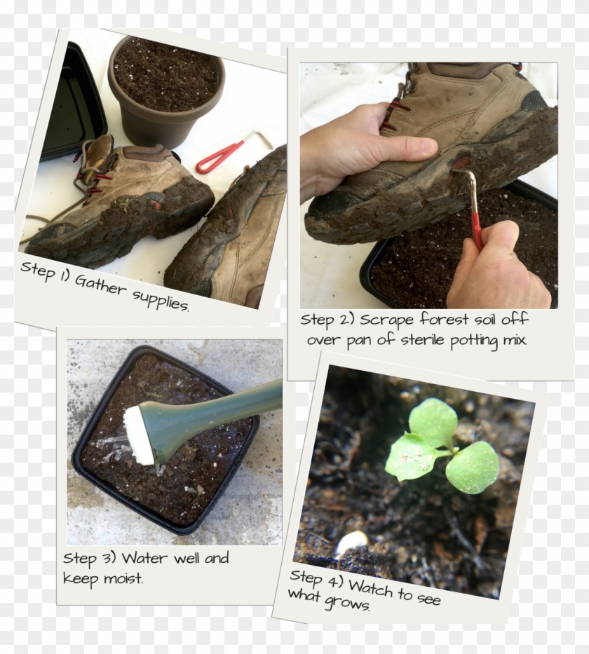 Hitchhiking Plants - Igneous Rock Clipart