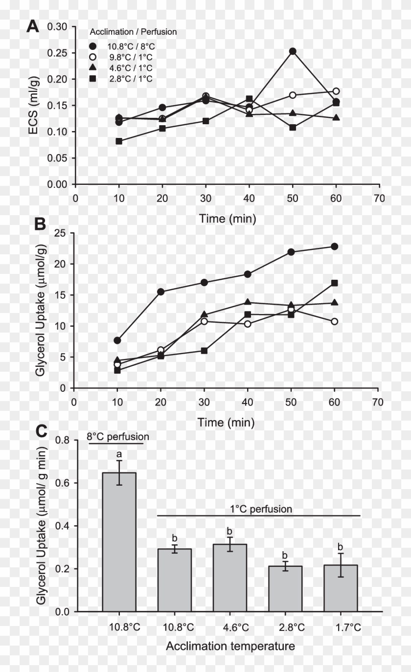 Extracellular Space And Glycerol Uptake By Hearts From - Ampa Receptor Iv Curve Clipart