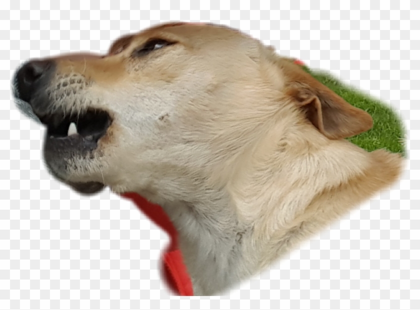 #mad #dog #silly #fun #remixit #folow - Companion Dog Clipart
