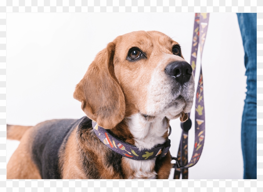Mexico - Beagle-harrier Clipart #4209985