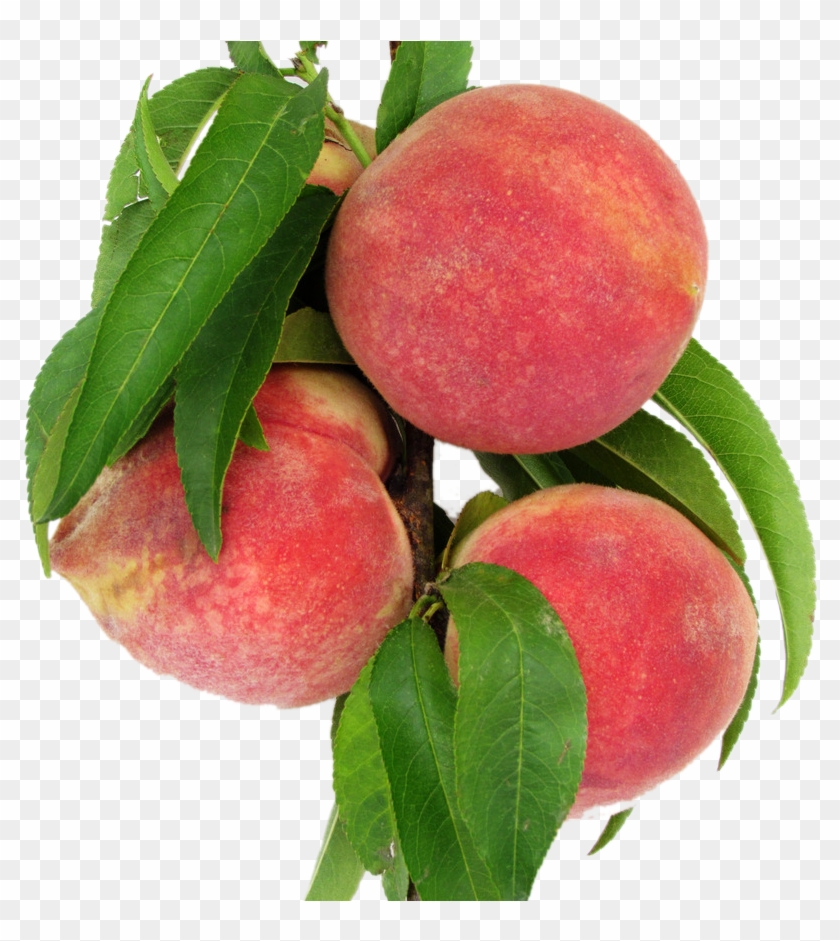 Peach Fruits With Leafs - Peach Clipart
