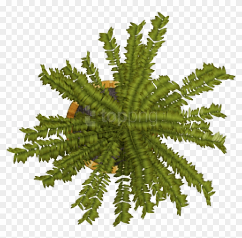 Free Png Plant Png Images Transparent - Fern Clipart #4214731