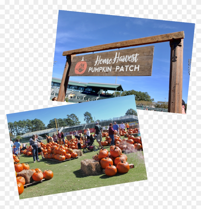 Harvest-homepage - Banner Clipart