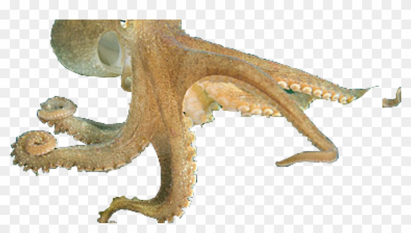 Cephalopods Png Clipart #4220630