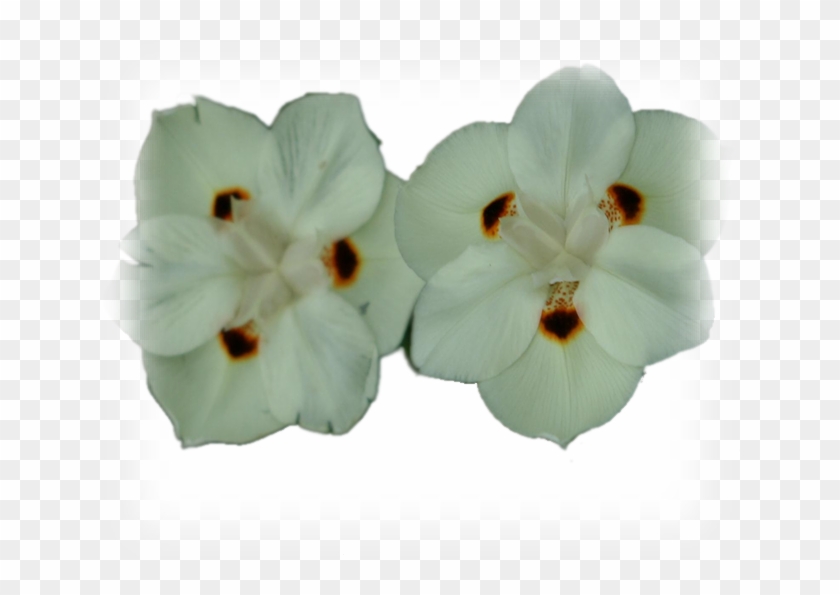 Img0023 - Kaempferia Rotunda Clipart #4221446