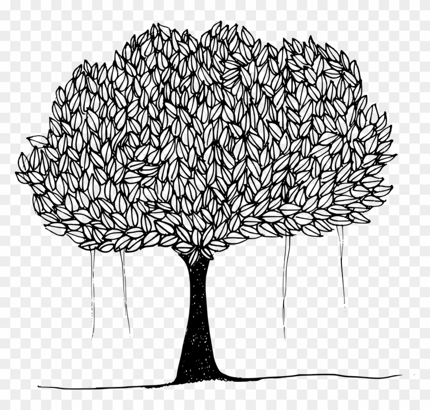Banyan Banyan Tree Canopy Leafy Trees Plant Shade - Banyan Tree Line Drawing Clipart #4221969