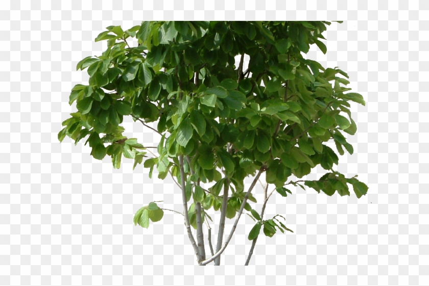 Clipart Wallpaper Blink - High Resolution Png Trees Transparent Png #4222360